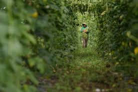As mayor of davao city, duterte combated drug crime by endorsing extrajudicial killings, gaining a reputation that fueled his political rise. Da S Plant Plant Plant Program To Benefit All Farmers Fishers Consumers Nationwide Official Portal Of The Department Of Agriculture