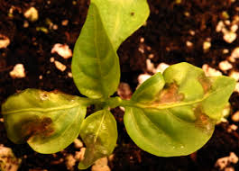 Using a variety of tools and techniques. Bacterial Leaf Spot In Pepper Vegetable Pathology Long Island Horticultural Research Extension Center