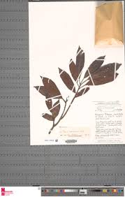 Image result for Ficus pseudomangifera