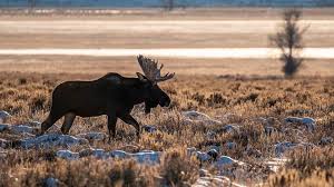 Other post offices sprang up at grovant, kelly, elk, moran, and zeneth (identified on the map below with circles.) the postcard above was taken from the area many of us recognize as the parking lot at the dornan's pizza and pasta restaurant. Moose Encounters In Grand Teton National Park Latham Jenkins