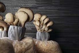 Check spelling or type a new query. Growing Mushrooms At Home A Step By Step Guide