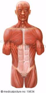 Muscles of the torso from 1.bp.blogspot.com. Human Torso Ventral Musculature Doccheck