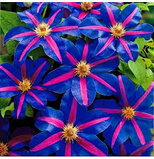 Clematis varieties can be found in a huge range of flowering styles, colors and lengths. Egrow 100 Pcs Pack Climbing Clematis Bonsai Seeds Perennial Courtyard Bonsai Flower Plants For Home Garden