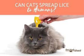 As mentioned earlier, it is possible that a dog louse can get on a human — but it can't live on us. Can I Get Lice From My Cat Symptoms Treatment Of Feline Lice