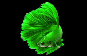 I thought it was blue because when it was in the light it was blue but i noticed. The Rarest Betta Fish A Colorful Comprehensive Guide Lovetoknow