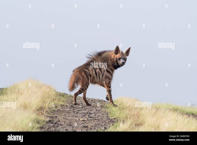 Hyena india hi-res stock photography and images - Alamy