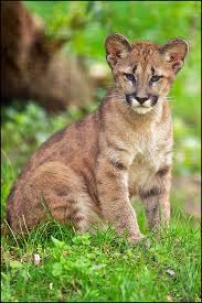 Serving as a tribal totems and religious symbols, they were sometimes consumed as meat although less frequently than in other parts of the pacific because. Junger Puma Foto Bild Tiere Zoo Wildpark Falknerei Saugetiere Bilder Auf Fotocommunity
