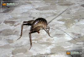 Yes, we agree with you one hundred percent that these crickets love to live in imagine having to live in a house where the chirping of a camel cricket reverberates. Spotted Camel Cricket Ceuthophilus Maculatus