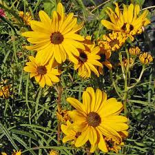 Image result for Helianthus angustifolius