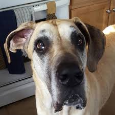 They are more common in english bulldogs than any other breed. Welcome To True Stories Sadie