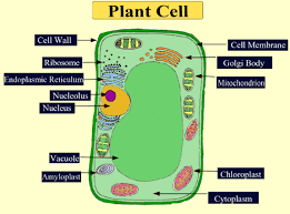 Do Plants Have Mitochondria Class 11 Biology Cbse