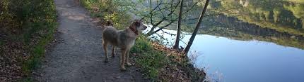 Durch die luftaufnahmen wie hier in dem eifelort schuld wird das ausmaß der katastrophe besonders gut sichtbar. Ferienhaus In Der Eifel Urlaub In Heimbach Am Rursee 8 Personen Kinderfreundlich Hunde Willkommen