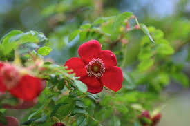 Jun 03, 2016 · r. Rosa Moyesii Geranium Rosa Moyseii Geranium Geranium Rose Species Rose Plant Lust