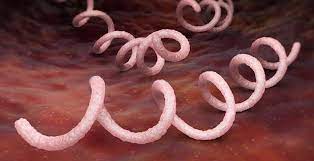 Syphilis is a bacterial infection caused by the spirochete treponema pallidum pallidum (t. Syphilis Symptoms Treatment Avert