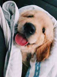I N S T A Paigehenze Golden Retriever Sevimli Kopek Yavrulari Hayvan Mizahi