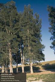 Image result for Casuarina