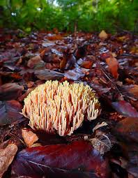 Image result for Ramaria stricta