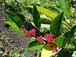Image result for Cissus cucumerifolia