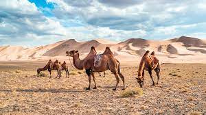At 60 miles per hour it takes one minute to fly one mile. Against All Odds These Camels Survived On Salt Water Friday Magazine