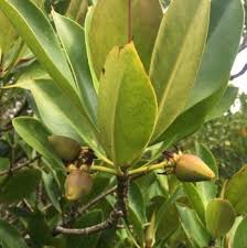 Image result for Rhizophora