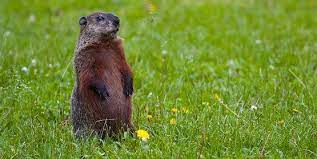 Leave the top part of the fence unattached to posts so it will bend outward if woodchucks try to climb it. Cornell Cooperative Extension Groundhog Resistant Plants
