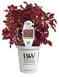 Image result for Coleus calycinus