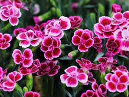 Image result for Dianthus