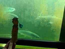 Boats and ships aren't the only things that pass between puget sound and inland waters. Fish Ladder Travelling Worm
