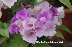 Image result for Hymenaea