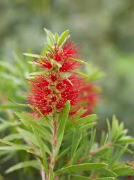 Image result for Callistemon