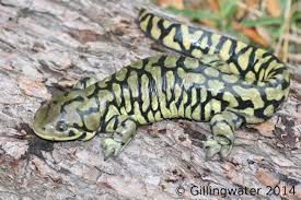 Blotched Tiger Salamander Tiger Salamander Reptiles And Amphibians Amphibians