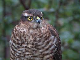 Irish Birds Of Prey Images Sparrowhawk Sparrowhawk Bird Species Sparrow