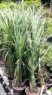 Image result for Cymbopogon