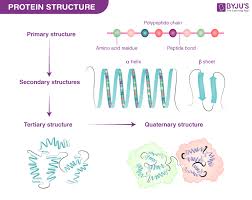 Contraction - Biology: Aqa A Level