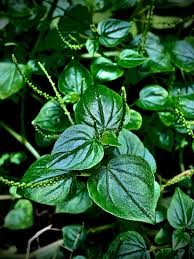 Image result for Peperomia pellucida