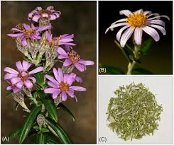 Image result for Athrixia phylicoides