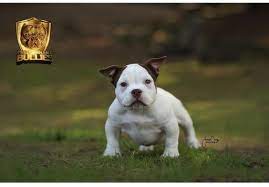 Litter Of 2 American Bully Puppies For Sale In Fresno Ca Adn-70120 On Puppyfindercom Gender Female Age 4 Months Pitbull Puppies Puppies For Sale Puppies