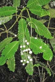 Image result for Psychotria heterosticta
