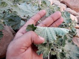 Image result for Chrozophora plicata