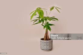 Image result for pachira obrázek