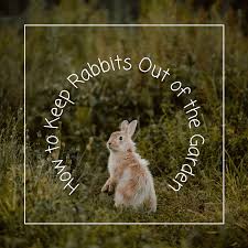 Deterrents function by scaring mammals (and also birds in some cases): How To Keep Rabbits Out Of Your Garden Dengarden