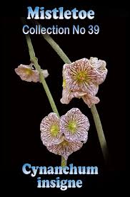 Image result for Cynanchum mulanjense