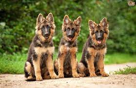 German Shepherd Average Longevity And Hereditary Health Pets4homes
