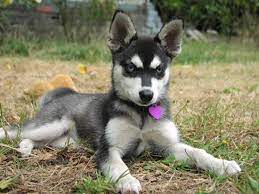 The Average Klee Kai Is Only 10 15 Pound Description From Pinterest Com I Searched For This On Bing C Alaskan Klee Kai Puppy Alaskan Klee Kai Miniature Husky