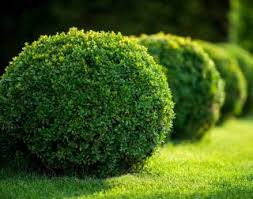 Traitement pr?ventif pyrale du buis. Pyrale Du Buis Traitement Contre La Chenille Du Buis