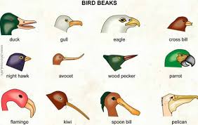 Battle Of The Beaks Lessons Tes Teach