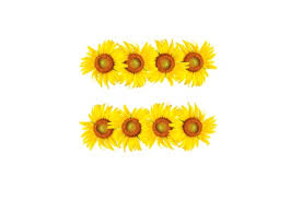 Flat lay, top view blog hero. Sunflower Equal Sign On White Background Stock Photo Picture And Royalty Free Image Image 10390011
