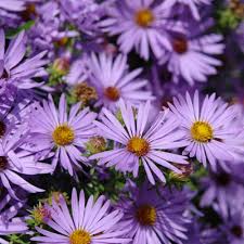Spring Hill Nurseries 3 In Pot Aster Raydon S Favorite Light Purple Flowers Live Perennial Plant 1 Pack 70457 Light Purple Flowers Spring Hill Nursery Purple Flowers