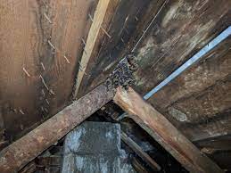 Milwaukee bat removal and bat control has been on the rise for the last seven years. Discover More About The Bats Of Milwaukee