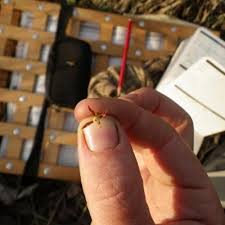 Image result for Eulophia elegans